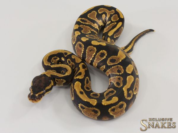 0.1 Gravel double het Desert Ghost Piebald 2023