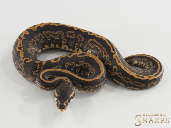 1.0 Black Pastel Confusion het Hypo 2026