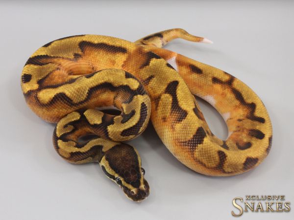 1.0 Enchi Piebald het Lavender 2023