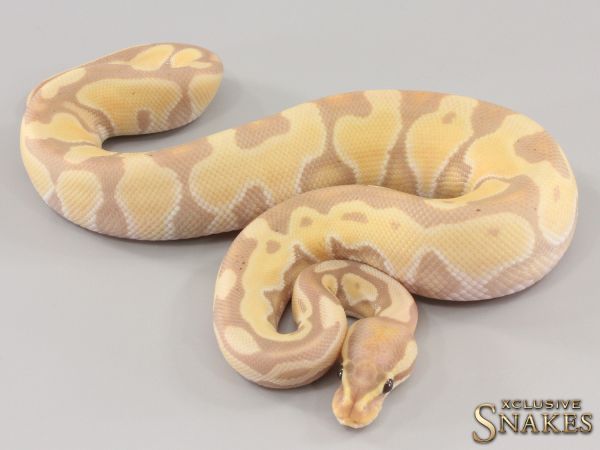 1.0 Enchi Banana Het Red Axanthic Desert Ghost 2023