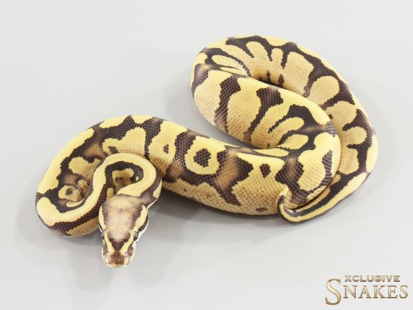 1.0 Super Vanilla Enchi Desert Ghost het Piebald 2026