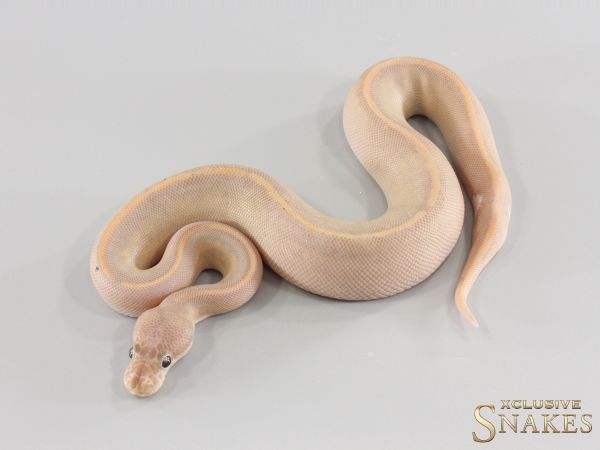 0.1 Copper Cinnamon Banana Gravel het Piebald 2026