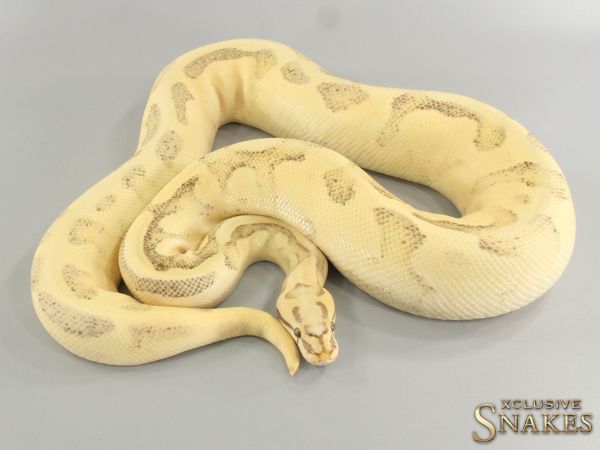 0.1 Enchi Scream het Piebald 2016