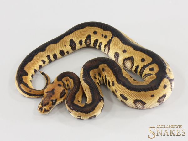 1.0 Het Red Axanthic Leopard Clown double het Hypo Desert Ghost 2026