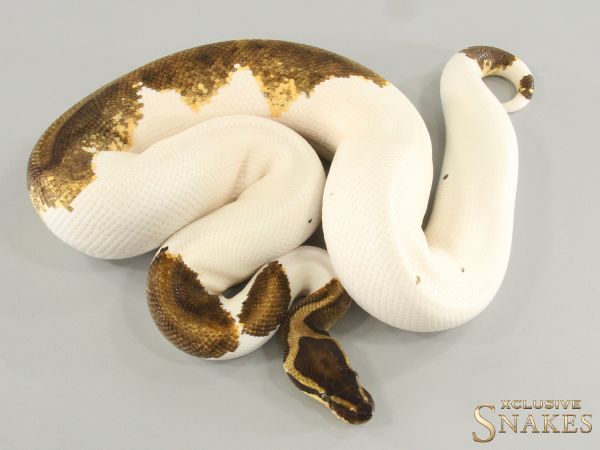 1.0 Copper Enchi Yellow Belly Piebald 2021