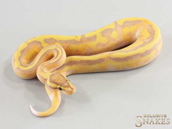 1.0 Banana pos Red Stripe Piebald double het Lavender Clown (FMaker) 2026