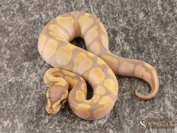 0.1 Banana Sugar het Desert Ghost 2022 (1270g @12/2023)