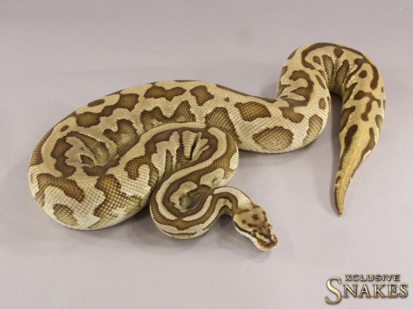 0.1 Lesser Leopard Spotnose het Clown 2020