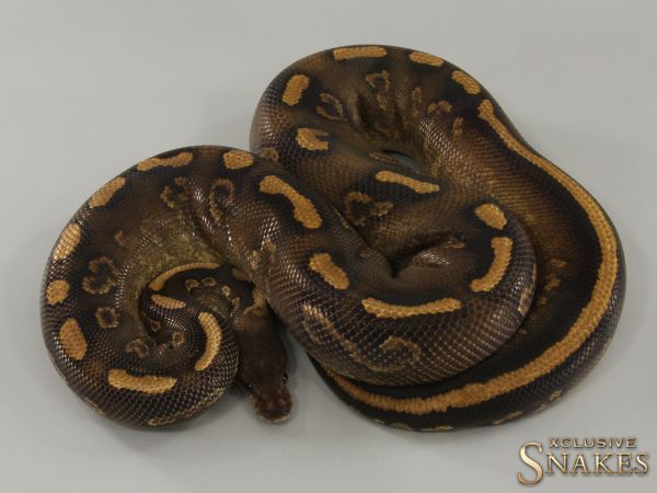 1.0 Black Pastel Wookie Gravel het Clown 2019