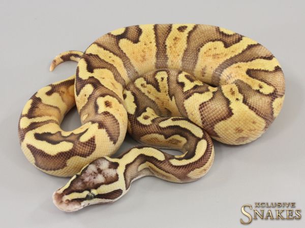 1.0 Pastel Enchi Fire GHI het Piebald 2023