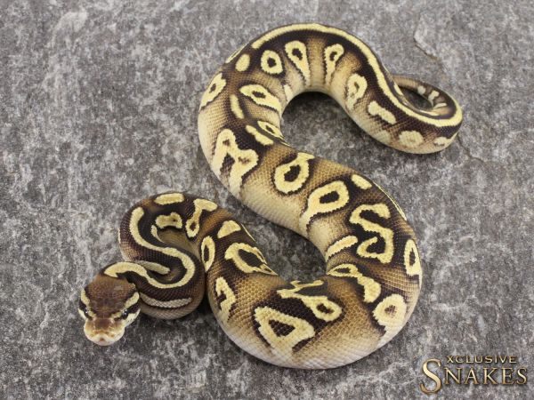 1.0 Pastel Mojave Orange Dream het Piebald 2021