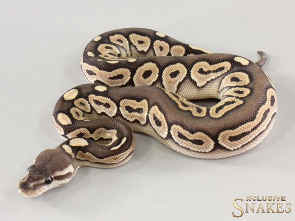 0.1 Black Pastel Mocha Desert Ghost 2025