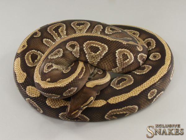 0.1 Mojave pos NR Mandarin pos het Hypo 2018