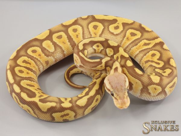 0.1 Pastel Wookie Ultramel het Clown 2023