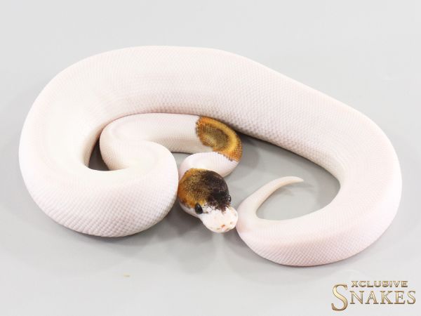 1.0 Special Copper GHI Piebald het Desert Ghost 2026