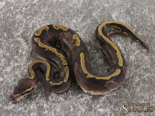 1.0 Copper GHI Yellow Belly het Piebald 2021