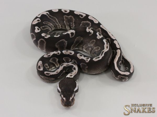 1.0 Mystic GHI Black Axanthic 2023