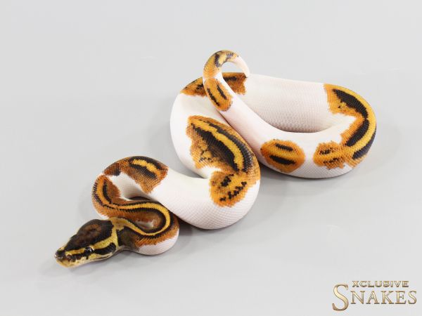 1.0 Gravel Piebald double het Lavender Clown 2026