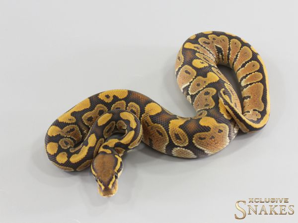 1.0 NR Mandarin Hypo het Clown 2026