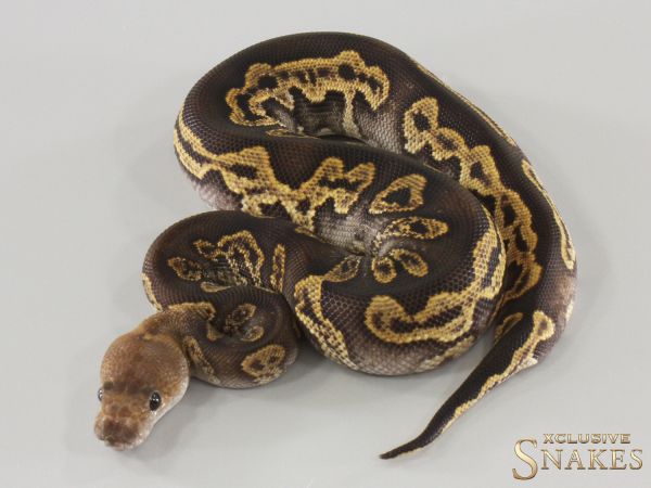 0.1 Super GHI Leopard Gravel Clown 2025