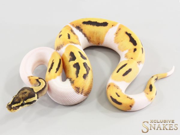 1.0 Desert Ghost Piebald 2026