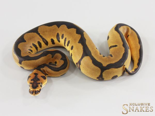 1.0 Leopard Clown het Hypo 2026