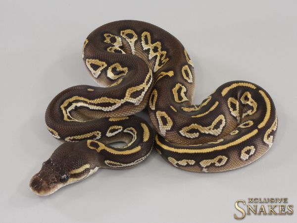 0.1 Black Head Mojave Het Red Axanthic double het Hypo Clown 50% het Desert Ghost 2023