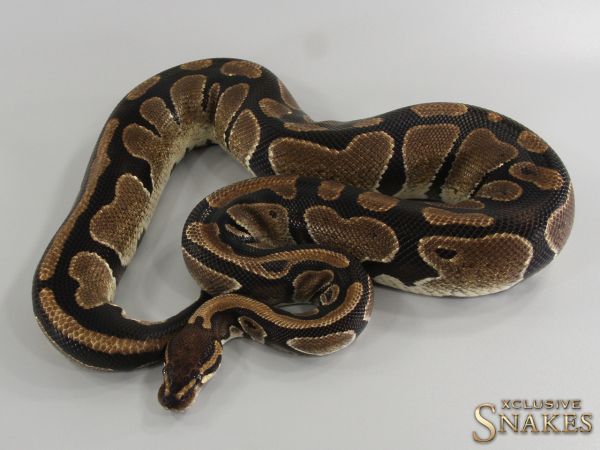 0.1 Double Het Lavender Piebald (Het Dreamsicle) 2017