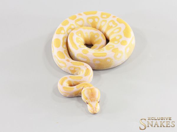 0.1 Lavender double het Clown Piebald 2026