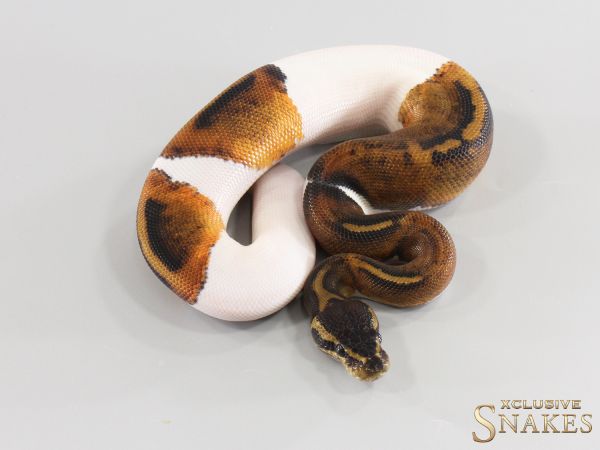 1.0 Copper Piebald 2026