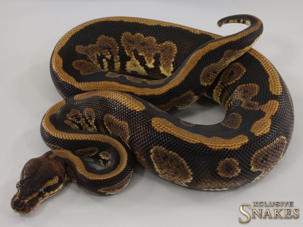 1.0 Copper double het Clown Piebald 2023