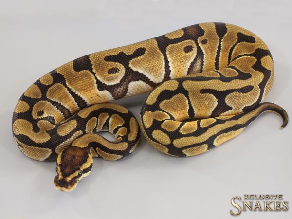 0.1 Enchi double het Hypo Clown 2023