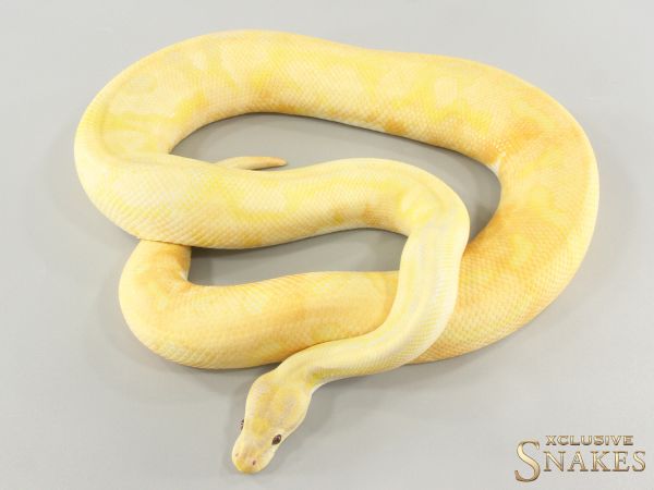 1.0 Enchi Dreamsicle 2021