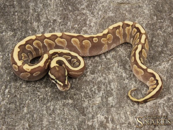 0.1 Mojave Enchi Spotnose GHI 2019