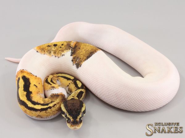 0.1 Pastel Piebald het Hypo 2023