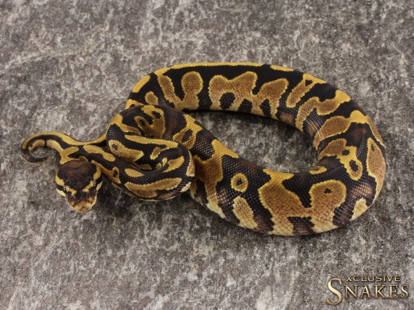 0.1 Yellow Belly het Piebald 2022