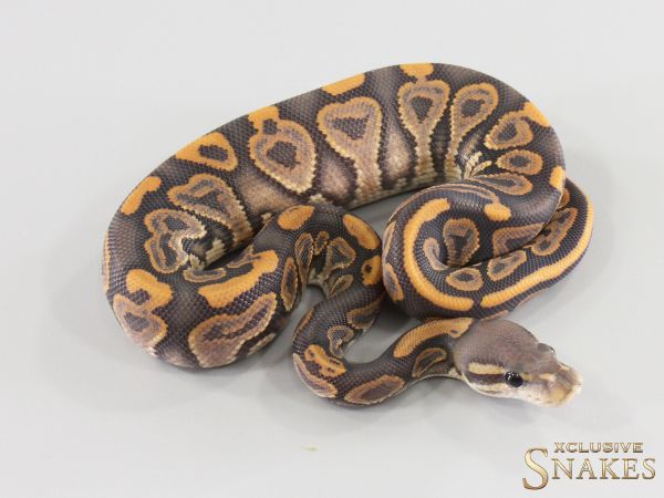 1.0 Black Pastel Hypo double het Desert Ghost Clown 2026