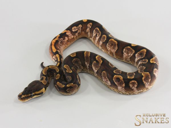 1.0 Calico Gravel het Clown 2026