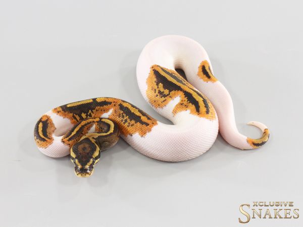 0.1 Yellow Belly Piebald double het Lavender Clown 2026