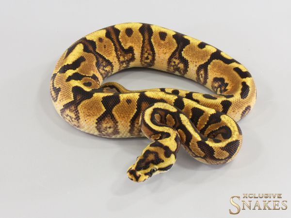 0.1 Gravel Spotnose Red Stripe Enchi het Clown 2026