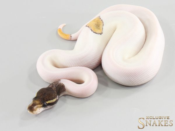 1.0 Mojave Leopard GHI (Orange Dream) Piebald het Clown 2026