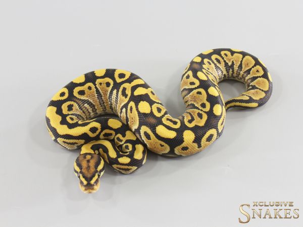 0.1 Special Gravel Desert Ghost het Clown 2026