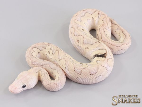 1.0 GHI Pastel Butter Leopard pos Het Red Axanthic Clown 2023