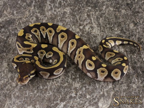 0.1 Mojave double het Hypo Desert Ghost 2022