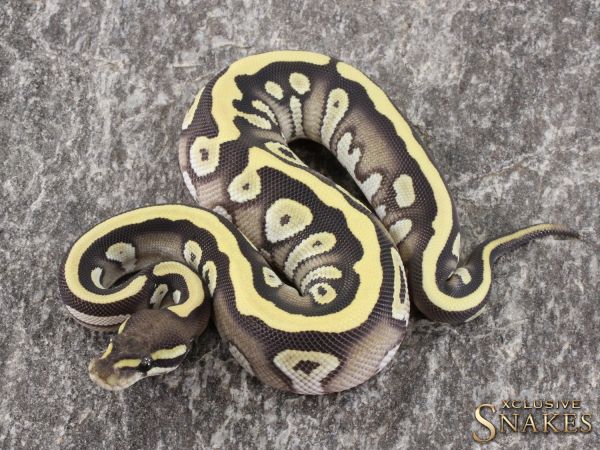 1.0 Mojave Desert Ghost het Piebald 2021