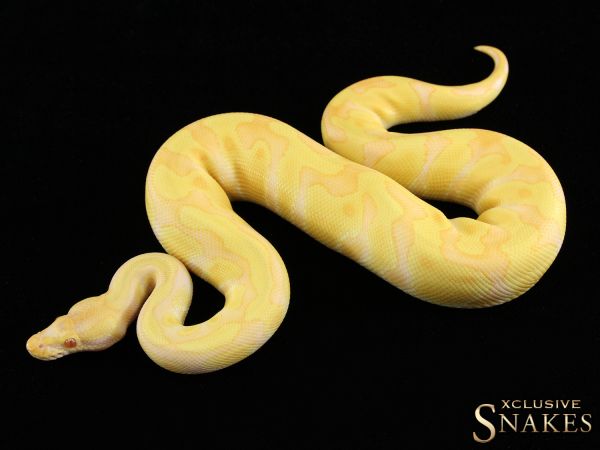 1.0 Enchi Albino 50% het Rainbow 2019 (550g @02/2021)