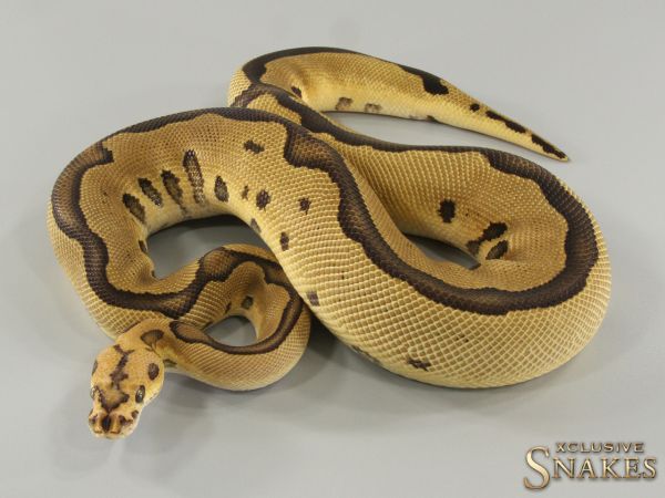 1.0 Leopard Yellow Belly Vanilla Clown 2021 (600g @12.2022)