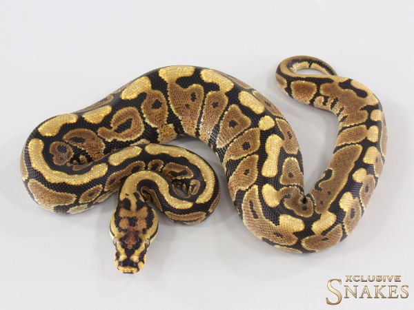 0.1 Spotnose double het Desert Ghost Clown 2025