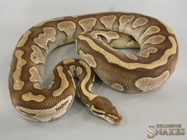 0.1 Lesser double het Desert Ghost Clown 2015