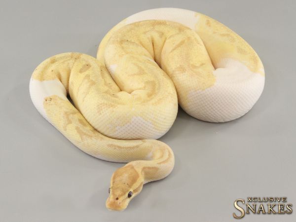 0.1 GHI Banana Enchi Piebald 2021